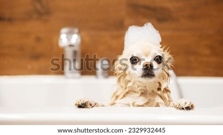 Funny little wet dog in the bathroom. The Chihuahua dog is afraid to swim. The dog takes a shower. Washing pets.