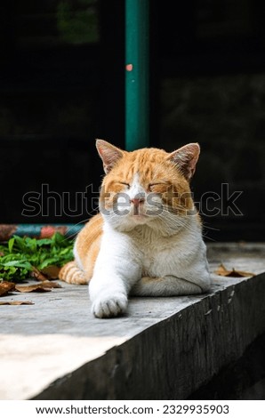 Domestic cat stray living in university. felis domesticus