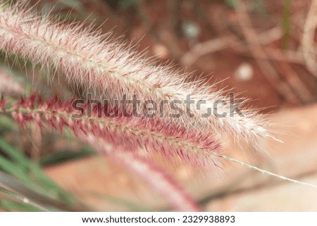 Focus of beach dry grass, reeds, stalks at noon, horizontal, blurred nature background, summer, grass concept
