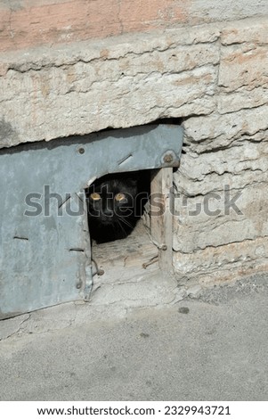 black cat peeking out of a hole in the wall