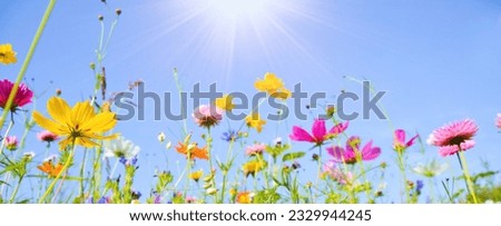 Colorful wildflower meadow with sunshine and blue sky - summer flower meadow - Holiday time in the garden Royalty-Free Stock Photo #2329944245
