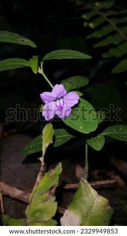 Purple flower photo. Photo taken in the forest