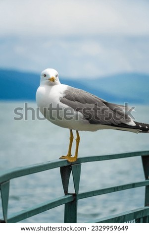 Close-up of a beautiful seagull sitting on a metal railing, looking into the camera against the background of a lake and mountains. Vertical photo