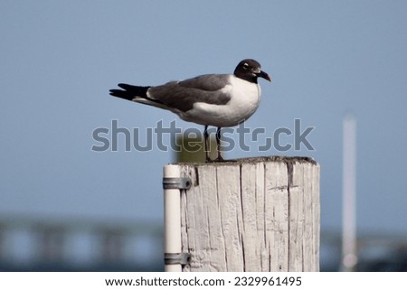 A laughing gull that is perched on a wooden beam at the docks.