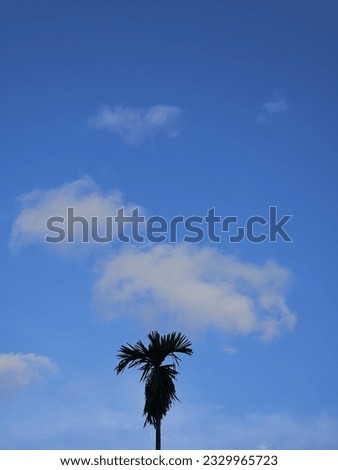 palm tree with a beautiful blue sky background 