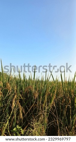 A sunny afternoon atmosphere with a beautiful picture of rice