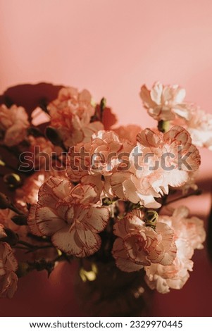 Beautiful pink carnation flower in sunlight shadows