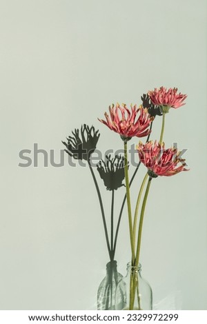 Pink gerber flowers bouquet with aesthetic sunlight shadows on pastel mint background. Minimal stylish still life floral composition