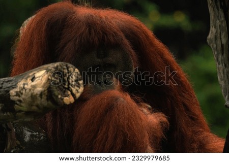 Close up of orangutan, selective focus. Orangutan acting shy hiding from rain, copy space for text