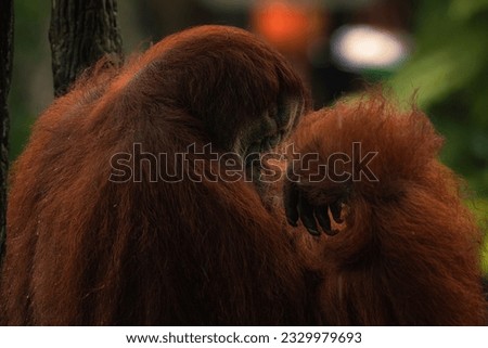 Wild alpha male orangutan hanging on a tree, solitary powerful adult individual, eating fruits provided by rangers at care centre. Full body picture. Sarawak, Malaysia, Borneo, South east Asia