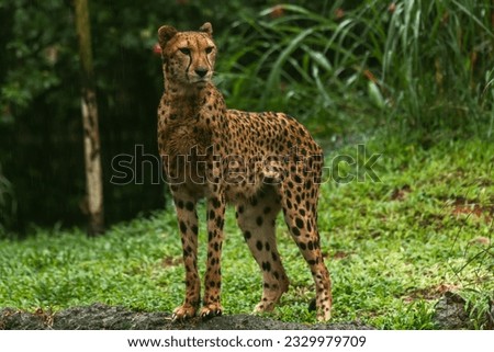 One adult female Cheetah crouching on a rock and looking straight towards the camera headshot on a rainy day