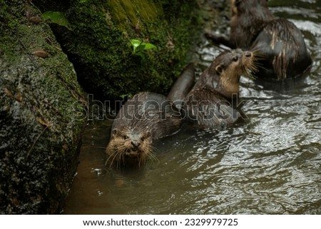 portrait of beautiful and playful river otters, wildlife. Copy space, rainy day