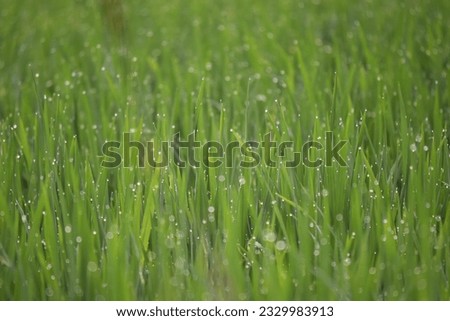 View of paddy fields with water droplet. Unmilled rice, known as paddy. Paddy becomes rice after the removal of husk by threshing.