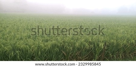 thick mist in the morning over the rice plants