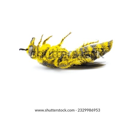 macro studio stock photo of dead wasp on back with yellow pollen all over it.  died of natural causes isolated on white background