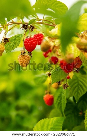 fresh organic raw raspberries growing and heady for picking at the farm, pick your own, summer harvest. High quality photo Royalty-Free Stock Photo #2329986971