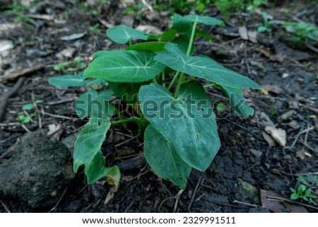 A mound of small taro plants in a garden