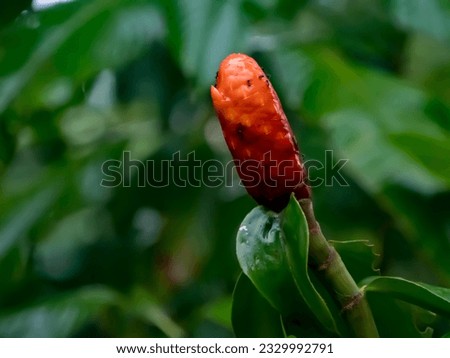 Prune Red Button Ginger, Costus woodsonii, better known as red button ginger or scarlet spiral flag, is a gorgeous herbaceous plant native to Mesoamerica - found in Amazonia, Brazil, South America. Royalty-Free Stock Photo #2329992791