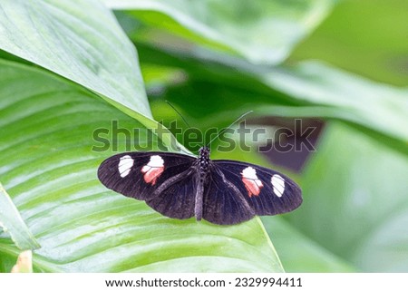 A beautiful Postman butterfly sits on a green leaf of a tropical plant in a tropical forest on a warm summer sunny day.