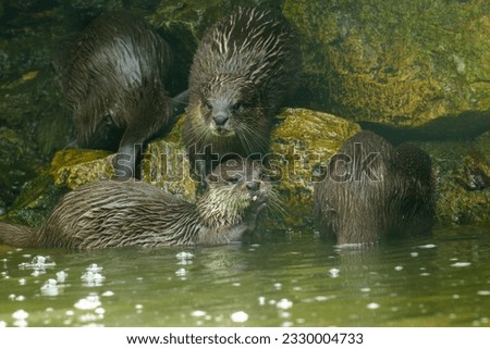 Otter family sitting on the waterfront