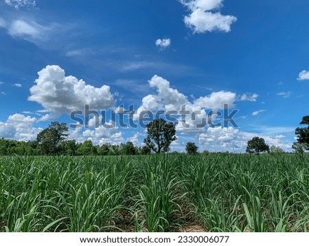 This is a photo of a green sugar cane in an outdoor forest under the sky.