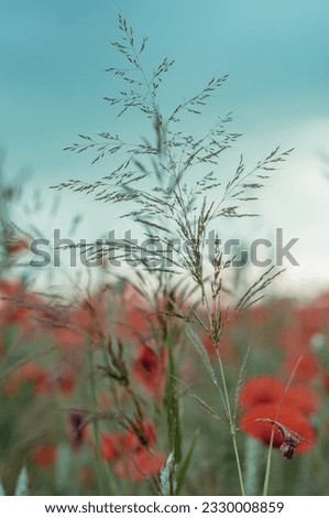 Poppy flowers field soft color background 