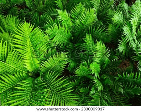 Oceaniopteris gibba, the miniature tree fern, is a tropical species of fern in the family Blechnaceae, native to New Caledonia and introduced in Fiji Royalty-Free Stock Photo #2330009017
