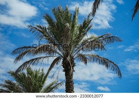                        palm trees against the cloudy sky        