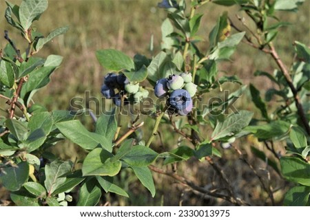 Northern highbush blueberry (Vaccinium corymbosum) variety ‘Duke’ berries ripen in a garden, close-up Royalty-Free Stock Photo #2330013975