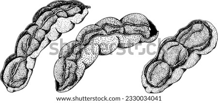 Hand drawn Tamarind (Tamarindus indica). Vector engraving illustration. Royalty-Free Stock Photo #2330034041