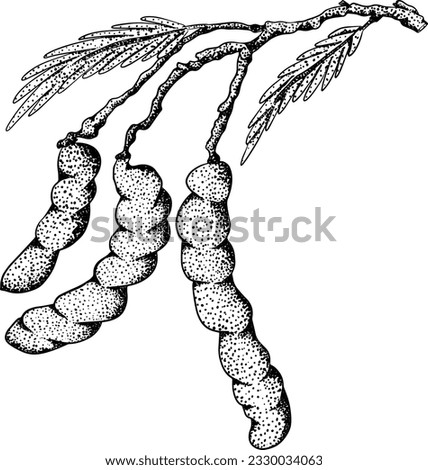 Hand drawn Tamarind (Tamarindus indica). Vector engraving illustration. Royalty-Free Stock Photo #2330034063