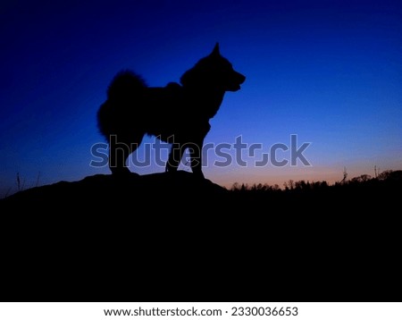 Swedish Hunting dog in sunset
