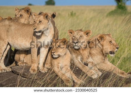 Wild animals in the plains of Maasai Mara, Africa 