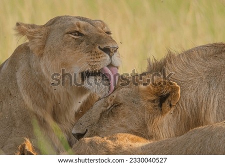 Wild animals in the plains of Maasai Mara, Africa 