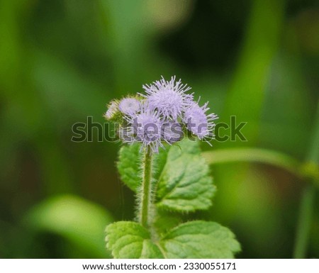 Ageratum conyzoides (white weed, chick weed) pictured with bokeh technique. Tropical whiteweed plant.