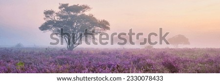 Zuiderheide National park Veluwe, purple pink heather in bloom, blooming heater on the Veluwe by Laren Hilversum Netherlands, blooming heather fields Royalty-Free Stock Photo #2330078433