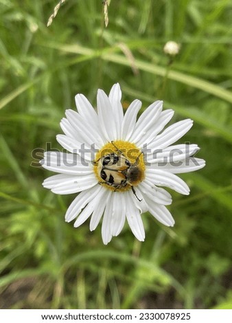 Insect on the flower in the summer 