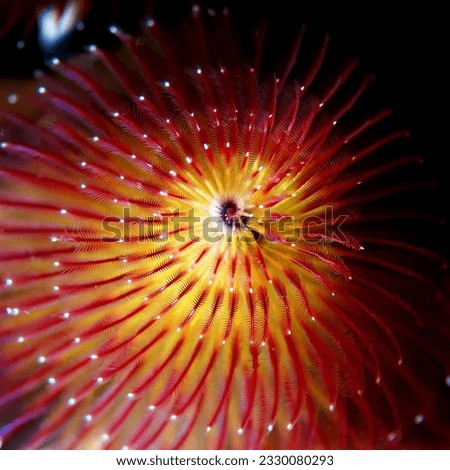 Underwater spiral. A Christmas tree worm (Spirobranchus giganteus) viewed from above displays a perfect spiral shape and amazing colors during a night dive in Cozumel island