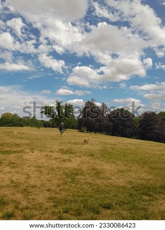A woman and dog in a field under the blue sky with sunshine