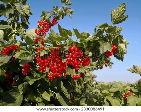 Branch of red currant (redcurrant, Ribes rubrum) bush with many abundant ripe red berries in bunches and green leaves in background of rows of redcurrent plants in orchard and blue sky in summertime Royalty-Free Stock Photo #2330086491