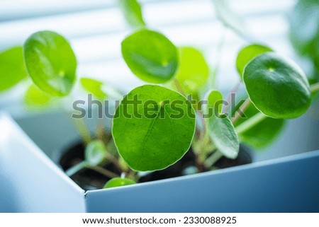 Pancake plant pilea peperomioides. close-up photo with little fresh leaf.