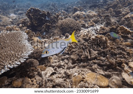 Yellow fin tail fish swim with bluesteak cleaner wrasse at coral in deep blue sea underwater sea and colurful coral reef landscape background in Thailand dive site