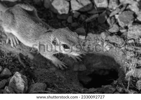 Black and white photo of a round tailed ground squirrel, Xerospermophilus tereticaudus, hanging out by the entrance to their burrow. Wildlife in the Sonoran Desert. Pima County, Tucson, Arizona, USA. 