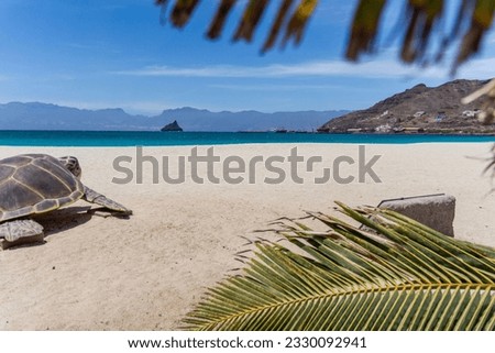 The white sandy beach with the turquoise ocean against the backdrop of mountains visible from behind palm branches and turtle figure on a sunny day in Mindelo, Sao Vicente island, Cape Verde. Royalty-Free Stock Photo #2330092941