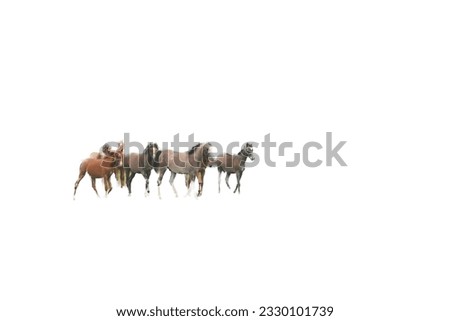 Several thoroughbred horses in a paddock 
