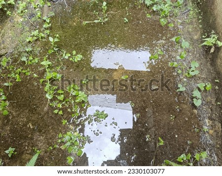 A puddle with weeds all around on a concrete wall.