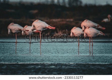 Majestic flamingo living in South Catalonia