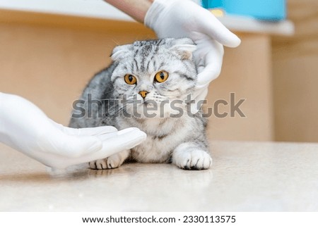 Vet gives medication for animal.a white tablet is given to a cat gray Scottish Fold cat.The concept of taking medicines for animals,anthelmintics,veterinary medicine. Royalty-Free Stock Photo #2330113575