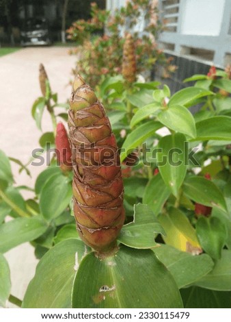Bitter ginger plant. Its also known as Zingiber cassumunar. 