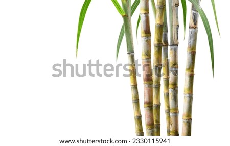 Sugar cane plant isolated on white background. Royalty-Free Stock Photo #2330115941